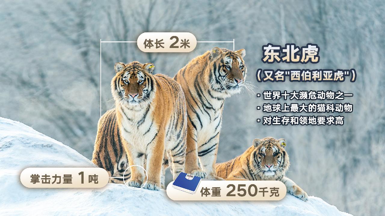 野生東北虎保護與研究最新進展揭秘，最新消息與保護行動成果概述